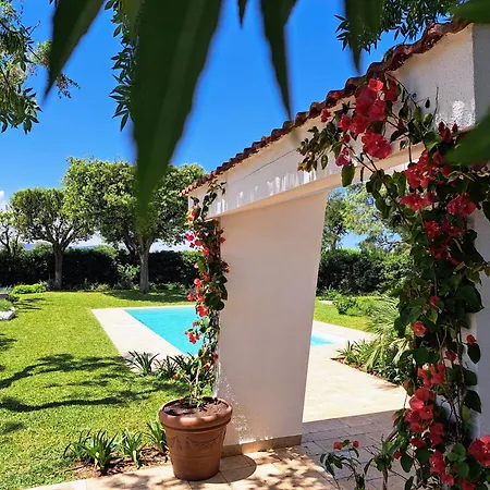 Agapanthus Villa Monopoli